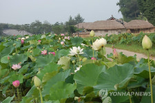 <카메라뉴스> 양동마을서 전통과 연꽃의 만남