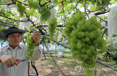 정읍 천단마을 유기농포도 수확 개시