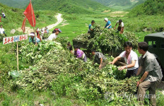 북한농장 풀베기