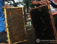 폭염에 양봉 농가도 시름