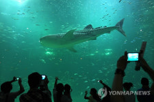 제주 수족관 고래상어 바다로 되돌아간다