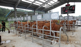 현대화된 강릉 가축경매시장