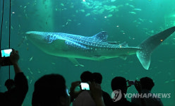 아쿠아플라넷 제주 고래상어 다시 전시