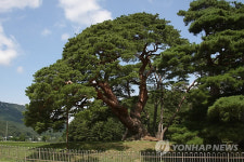 괴산 삼송리 왕소나무의 예전 모습
