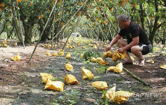 <태풍 볼라벤> 태풍에 훑고 지나간 배밭