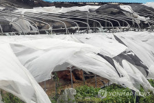 <태풍 볼라벤> 너덜거리는 한우축사