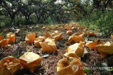 <태풍 볼라벤> 태풍 볼라벤에 초토화된 안성 배 농장