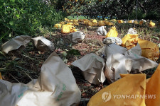 <태풍 볼라벤> 태풍 볼라벤에 초토화된 안성 배 농장