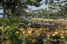 <태풍 볼라벤> 태풍 볼라벤에 초토화된 안성 배 농장