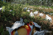 <태풍 볼라벤> 태풍 볼라벤에 초토화된 안성 배 농장