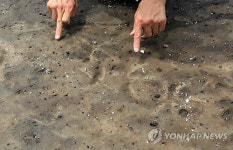 제주서 새로 발견된 새발자국화석