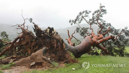 뿌리째 뽑힌 괴산 왕소나무
