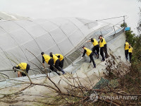 태풍 피해 비닐하우스 복구…안간힘