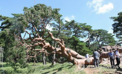 괴산 왕소나무를 살려라