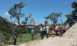 괴산 왕소나무 누운 채로 살린다