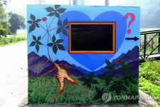 태백 권춘섭 집 앞 버스정류장에 산삼이∼