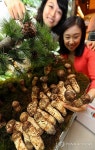 추석 앞두고 인제産 자연산 송이 맛보세요
