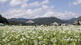 산허리 가득 메밀꽃밭