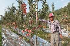 철저 대비로 태풍 피해 줄인 사과농 이성복씨