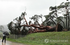 처참한 괴산 왕소나무