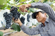 <카메라뉴스> 화성 송산포도 수확 한창