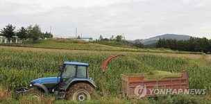 겨우내 대관령 한우에게 먹일 사료