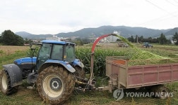 겨우내 대관령 한우에게 먹일 사료