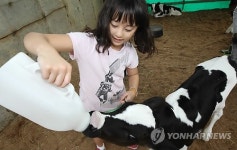 송아지에게 우유 주며 목장 체험하는 어린이