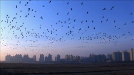 KBS 환경스페셜, 명관씨의 와일드 김포 편