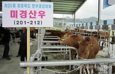 심사 기다리는 충북 최고의 한우