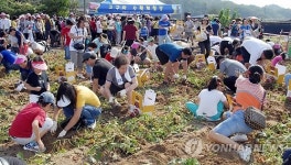 충주 천등산 고구마 축제 22일 열려