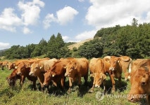 초지에서 한가롭게 풀을 뜯는 한우들