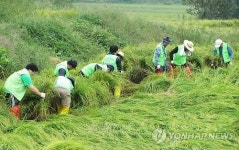 <카메라뉴스> 쓰러진 벼 일으켜 세우는 손길