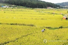 누렇게 익은 벼