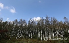깊어가는 대관령의 자작나무 숲