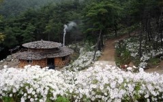 남원 지리산 둘레길서 구절초 축제