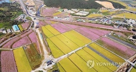 황금들녘과 코스모스