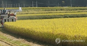 벼수확 한창인 농촌들녘