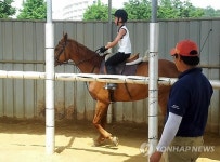 춘천 승마장 이용객 증가