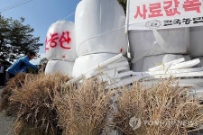 벼 백수피해 보장하라