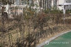 다 말라 죽었네 삭막한 청주 배티공원