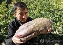 슈퍼 고구마 수확했어요
