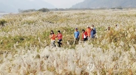 충주 비내섬은 은빛 세상