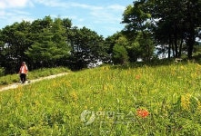 정선군, 만항재에 대규모 산채 테마공원 조성