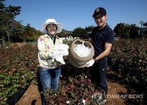 목면시배유지 목화 솜 수확