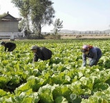 채소 재배하는 북한 농민들