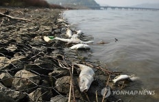 구미 낙동강서 폐사 물고기 2천마리 추가 발견