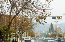보령시 가로수 감·은행 유해성 검사…이상없음