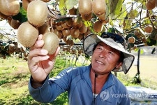 <카메라뉴스> 비타민 덩어리 하동 참다래 수확
