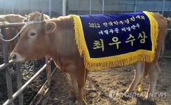 가장 예쁜 암소는 충남産…한우경진대회 최우수